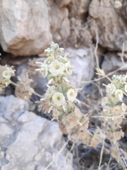 Pseudodictamnus undulatus