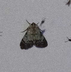 Epipaschia superatalis