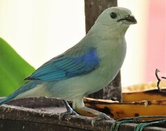 Thraupis episcopus cana