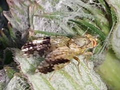 Tephritis bardanae
