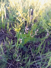 Astragalus sulcatus