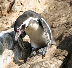 Spheniscus humboldti