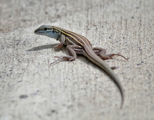 Arizona Striped Whiptail