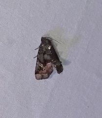Homophoberia apicosa