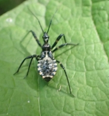 Rhynocoris annulatus