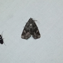 Homophoberia apicosa