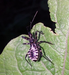 Rhynocoris annulatus
