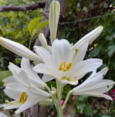 Lilium candidum