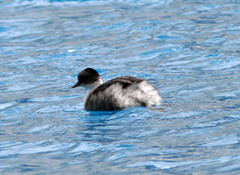 Podiceps occipitalis juninensis