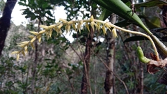 Bulbophyllum baronii