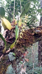 Bulbophyllum baronii