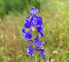 Delphinium nuttallii