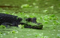Congo Dwarf Crocodile photo 2
