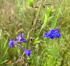 Delphinium nuttallii