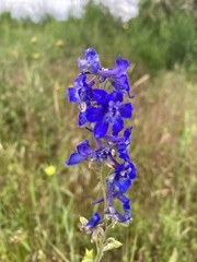 Delphinium nuttallii