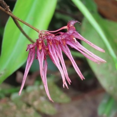 Bulbophyllum melanoglossum