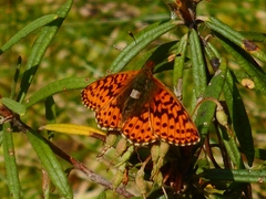 Boloria aquilonaris