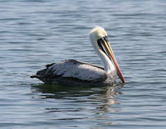 Pelecanus thagus