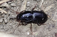 Harpalus dimidiatus