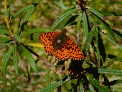 Boloria aquilonaris