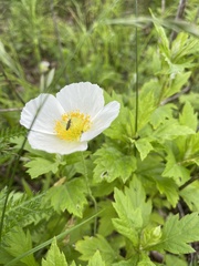 Papaver sokolovskajae