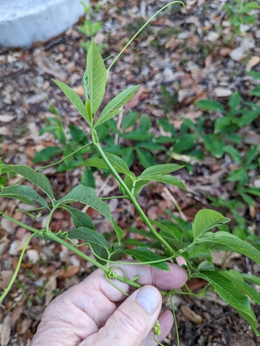 Passiflora incarnata × cincinnata