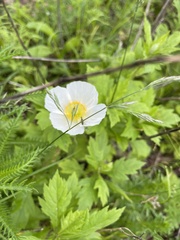 Papaver sokolovskajae