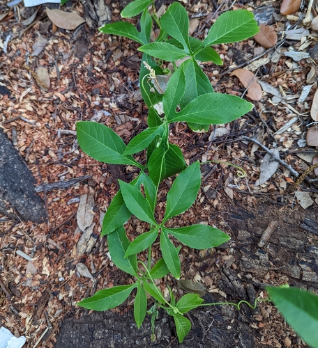 Passiflora incarnata × cincinnata