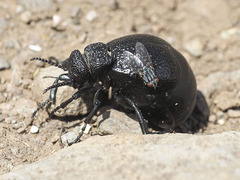 Ravinia pernix