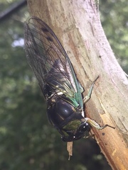 Neotibicen tibicen tibicen