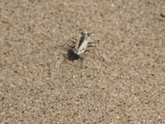 Cicindela limbata