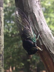 Neotibicen tibicen tibicen