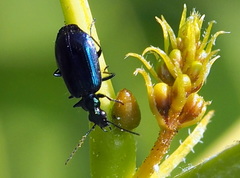 Lebia viridis