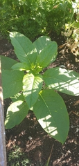 Phytolacca americana