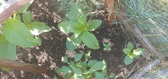 Phytolacca americana