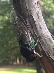 Neotibicen tibicen tibicen