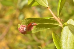 Exobasidium cassandrae
