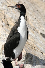 Leucocarbo bougainvillii