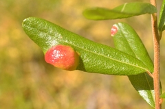 Exobasidium cassandrae