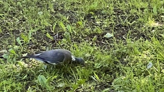 Columba palumbus