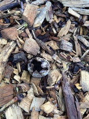 Mycenastrum corium