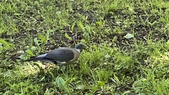 Columba palumbus