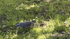 Columba palumbus
