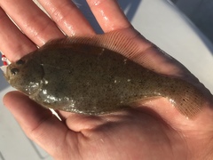 Citharichthys stigmaeus