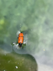 Mylabris quadripunctata