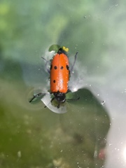 Mylabris quadripunctata