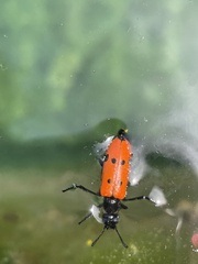 Mylabris quadripunctata