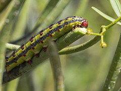 Hyles tithymali tithymali