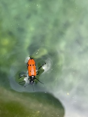 Mylabris quadripunctata