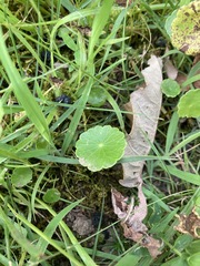 Hydrocotyle tribotrys